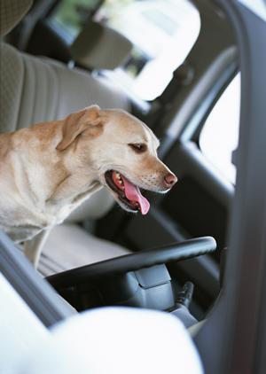 【徹底解説】車検の費用・内容・流れをわかりやすく比較!安心・信頼の車検サービスを選ぶポイント